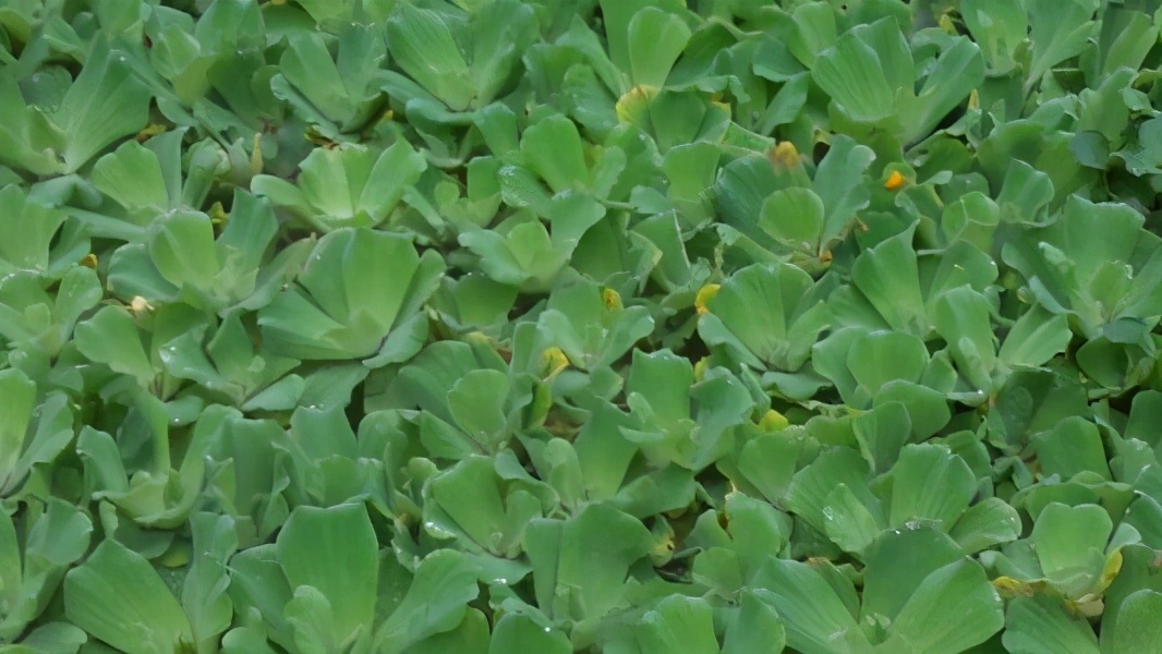 曾經在中國泛濫成災的水葫蘆,現在怎麽都不見了?它是怎麽消失的？