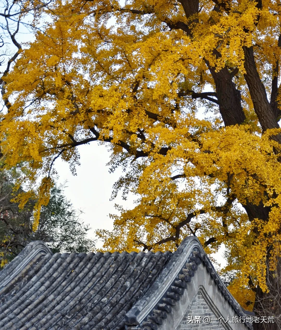 一入秋，最地道老北京突然刷爆朋友圈