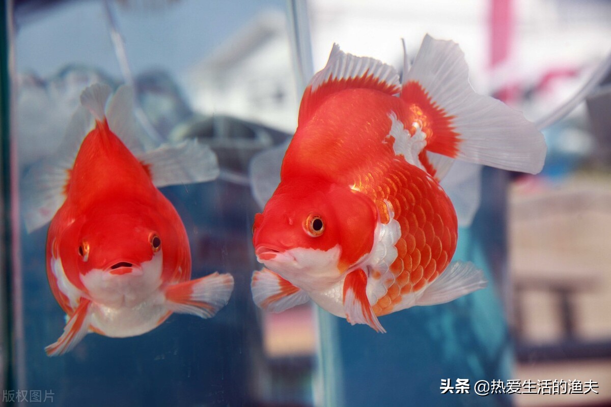 不同品種的金魚喜歡什麼樣的飼養環境呢 這裏面有講究 不將就 熱愛生活的漁夫 Mdeditor