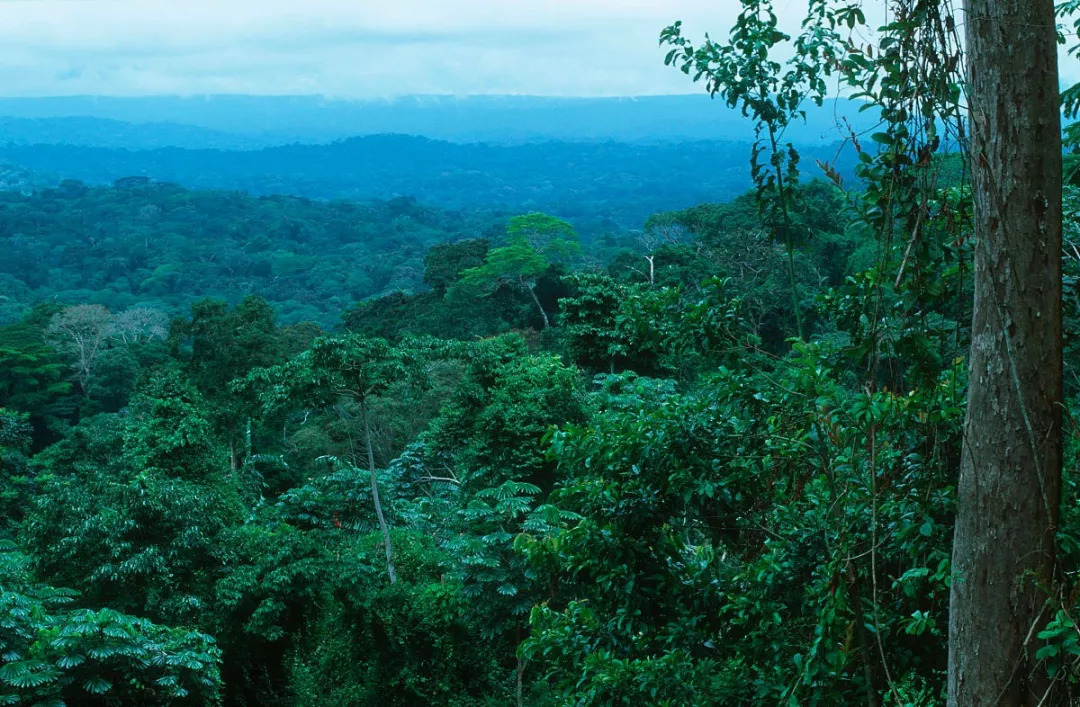 地球之肺，探索地球上的17個雨林