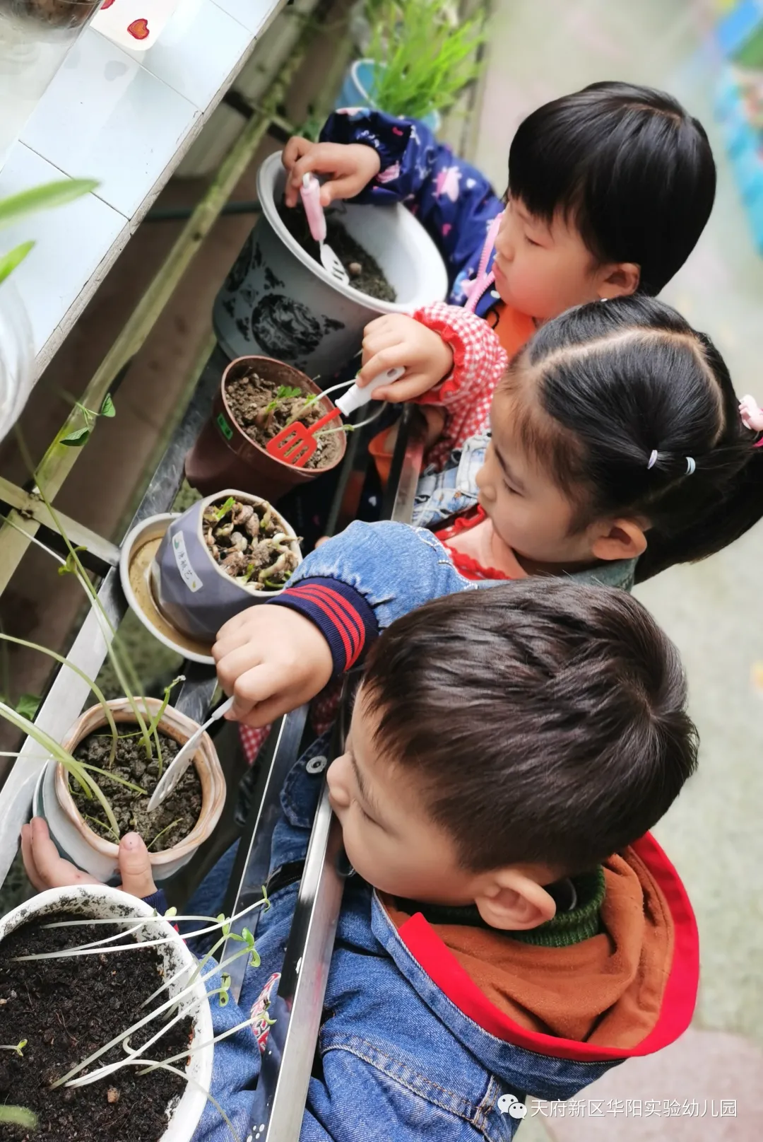 苏醒的种子 萌动的春天丨天府新区华阳实验幼儿园植物育成记