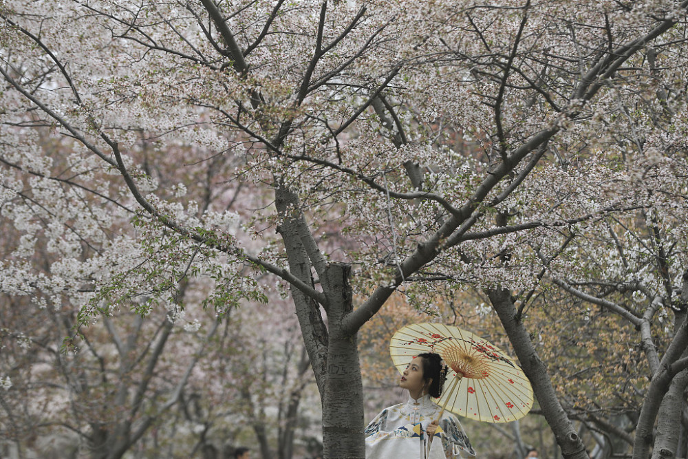 Yang Ying basks in oriental cherry to be patted oneself, pool of Beijing jade deep is admired cherry main forces is crowded explode, or curtilage the Yun Shangying in the home