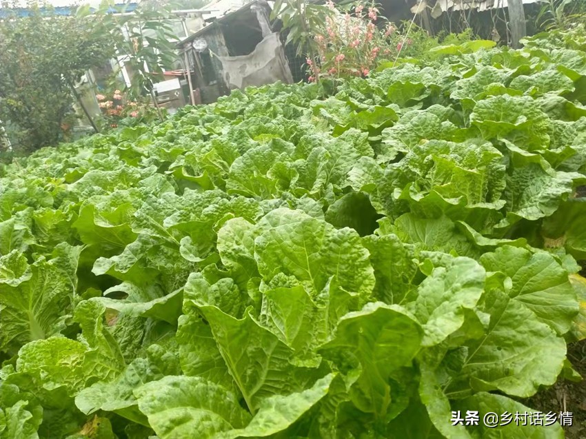 过了白露节，白菜和萝卜这两个要点别忽略，高产奥秘就在这