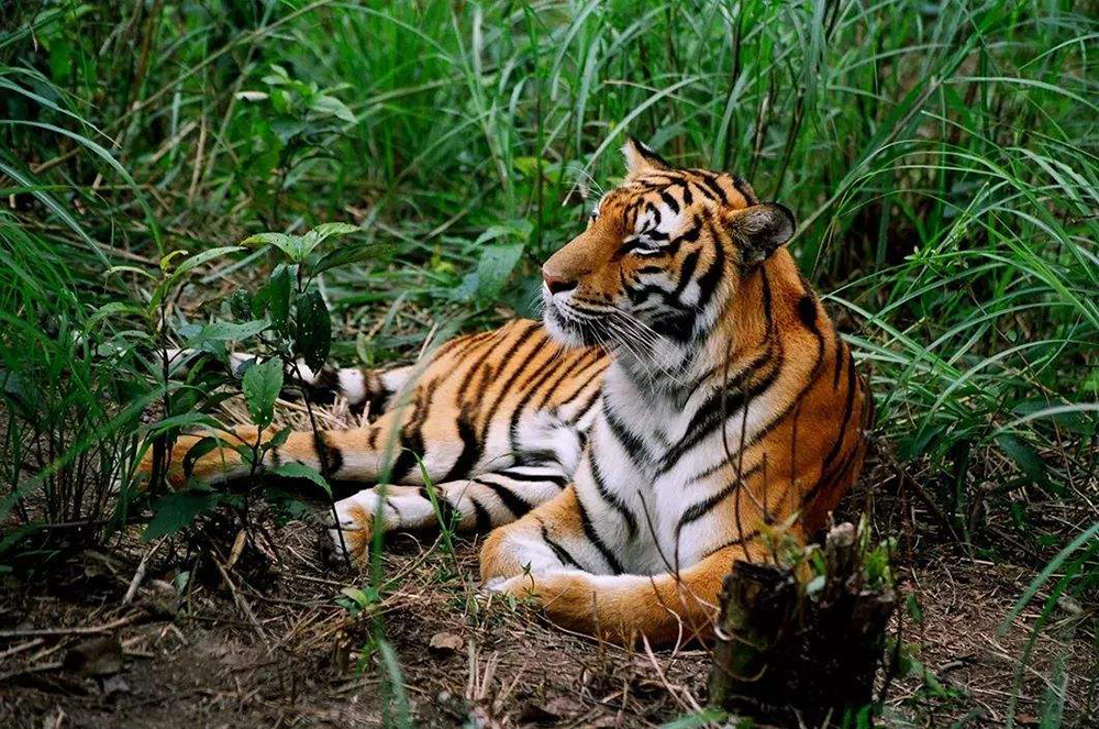 有虎无狮、有狮无虎的猛兽分布格局，是如何自然形成的？