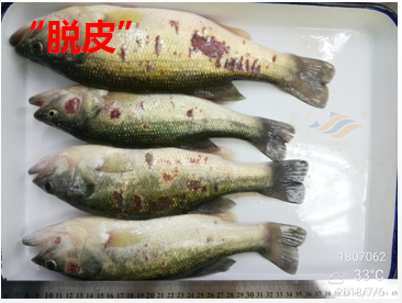 加州鱸魚養(yǎng)殖模式分析：投喂方式、放養(yǎng)水體、常見病害的分享