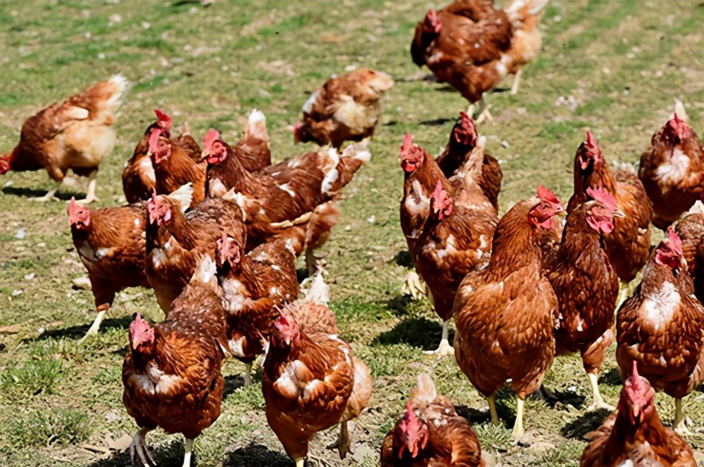 家禽养殖行业营销策划