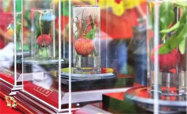 广东一荔枝世界最贵，一颗55万，杨贵妃吃过，“母树”存活400年
