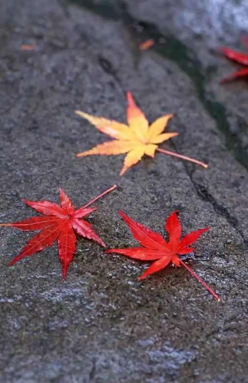 关于落叶的唯美句子，描写秋天落叶的诗句