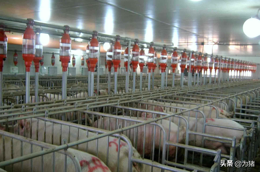养猪过程中出现的各种应激，应该如何应对？