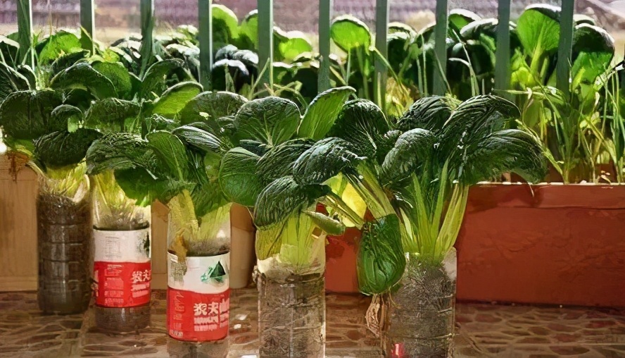 如何改造月球土壤能讓它適合種菜？交給小區的大爺大媽就可以？