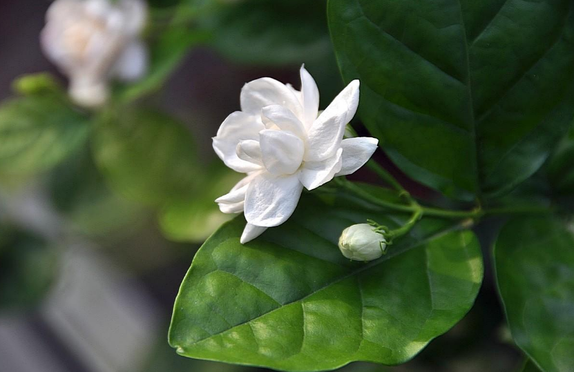 好一朵茉莉花，12首茉莉花的诗词，茉莉花开香满院-第21张图片-诗句网