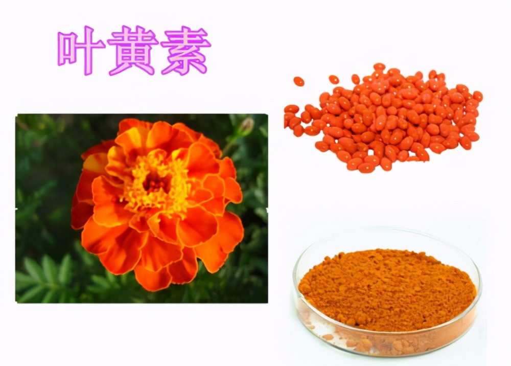 &ldquo;叶黄素&rdquo;对孩子视力健康的影响，你不可不知