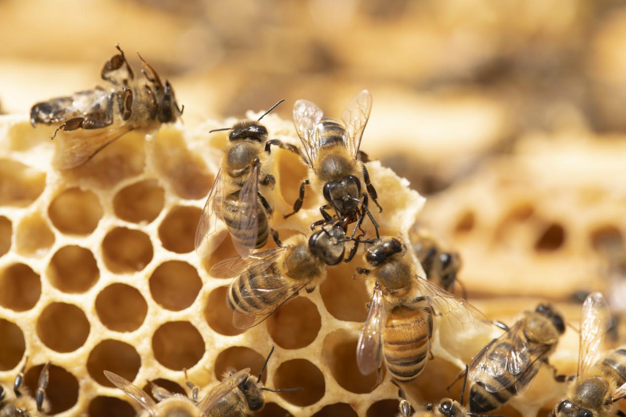 蜜蜂如何產蜂蜜？蜜蜂采蜜的過程