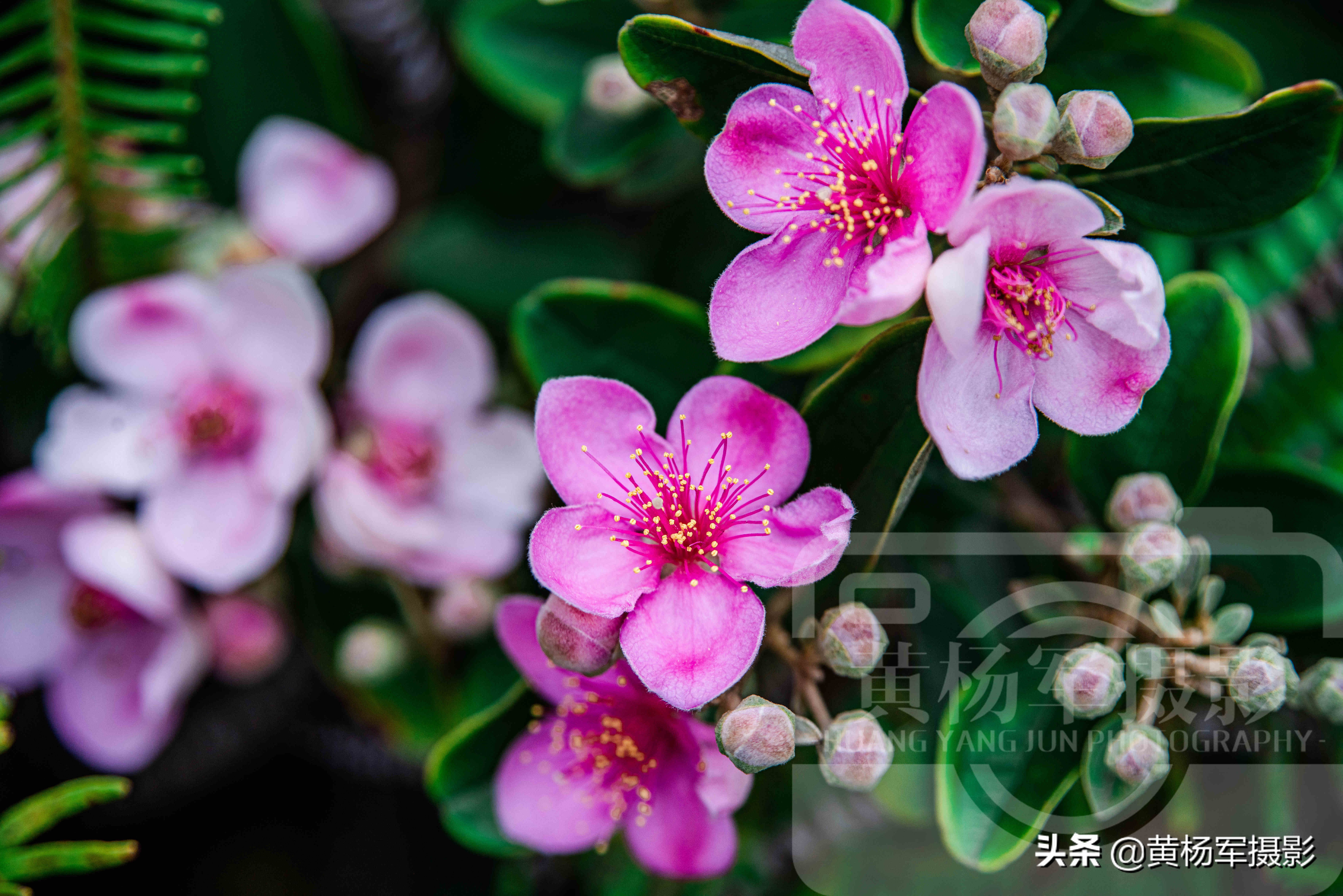 六月桃金娘花怒放的娇艳 乡村山间紫红色的花朵很美 花开特芬芳 酷生活网