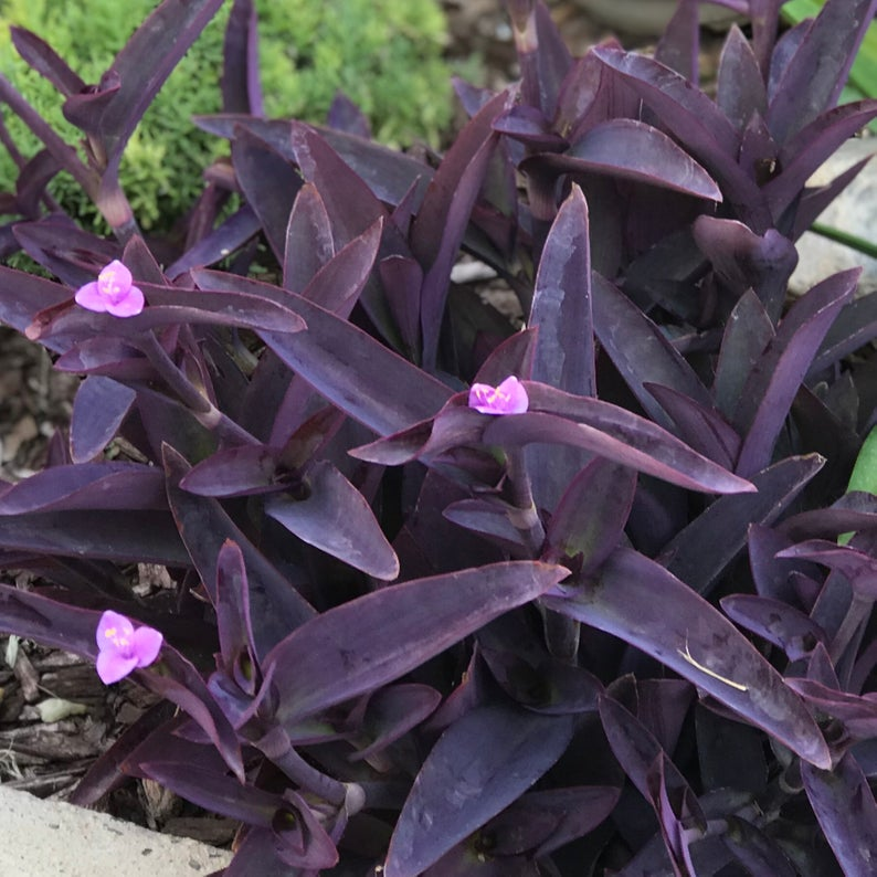 吊竹梅被归类为紫露草属 养得好还可以开花 附紫露草品种 Mp头条
