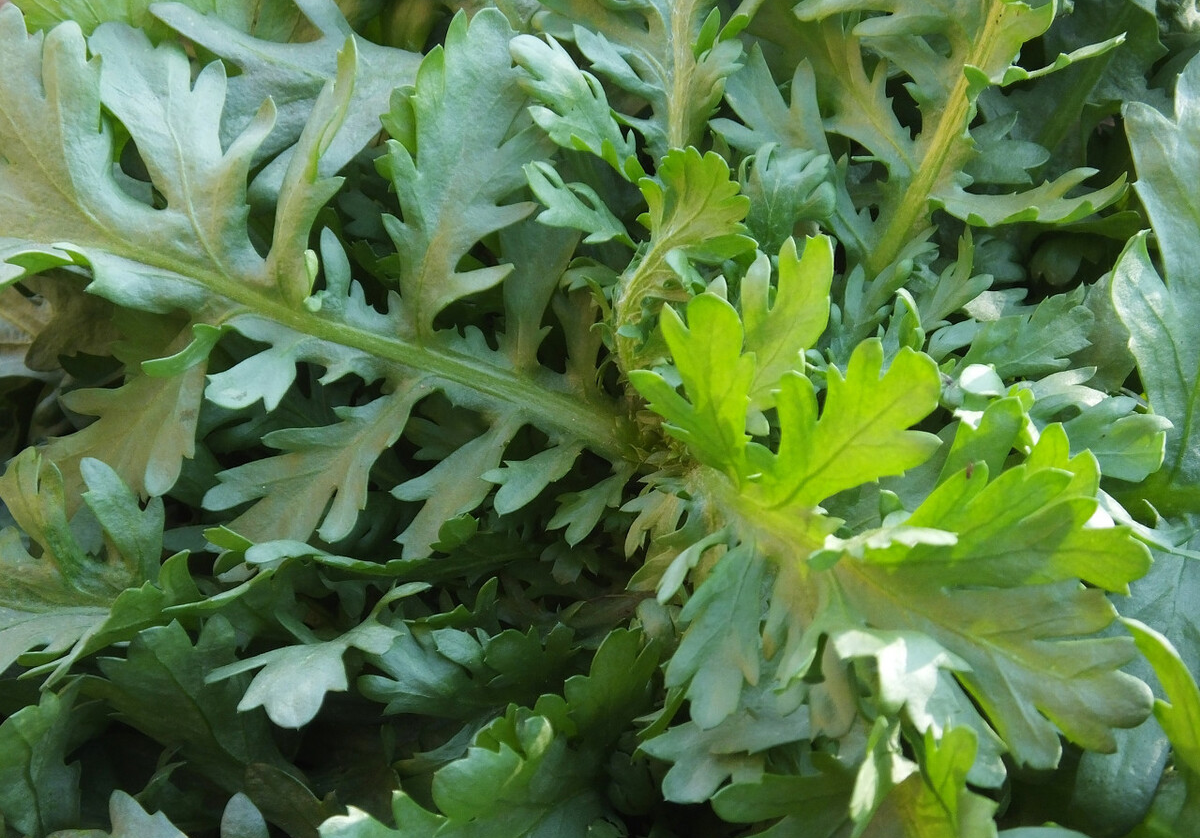 春天，寧可不吃肉也要吃這些菜，順應時節，葉酸豐富，女人要常吃