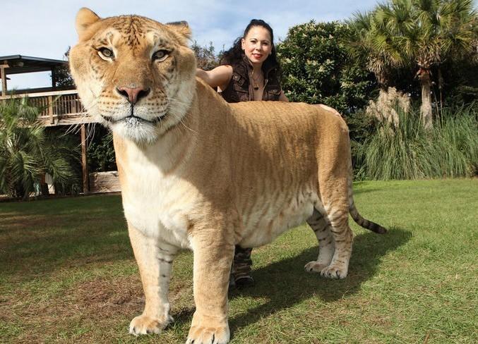 亂點鴛鴦譜，人類製造跨物種雜交動物，是否違背自然規律？