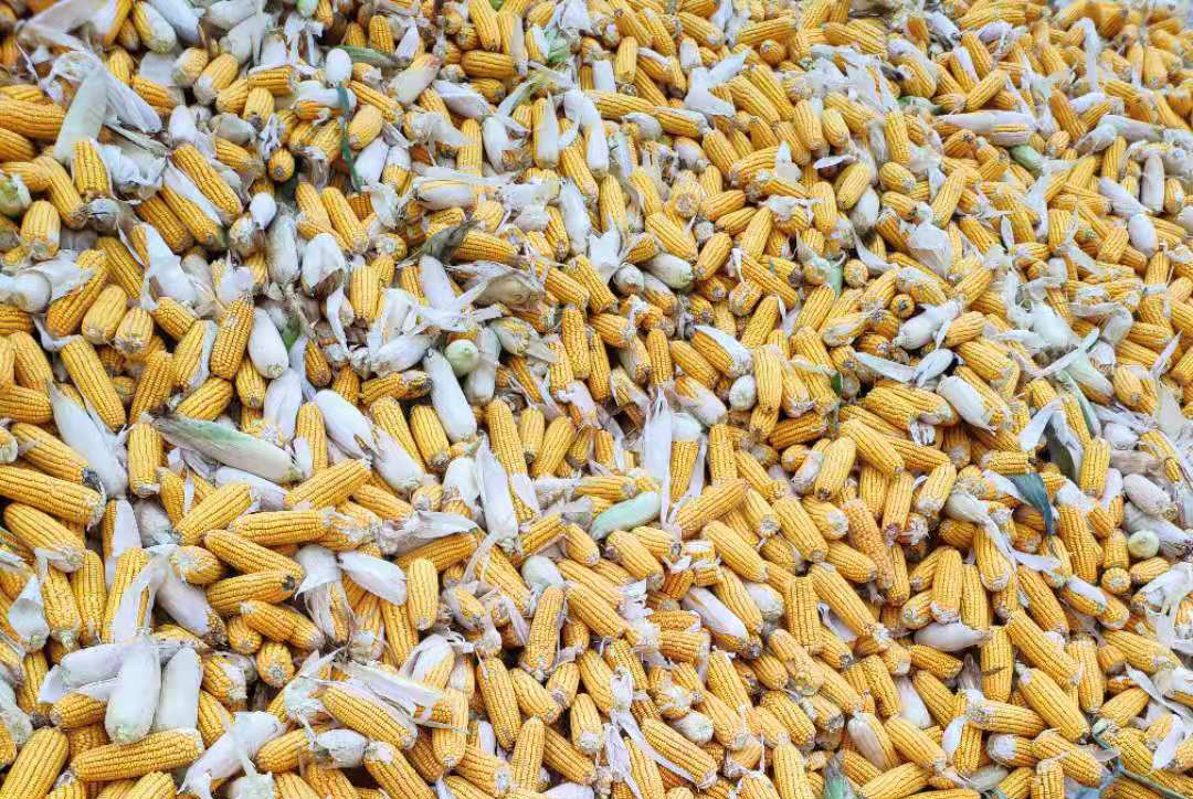 算一笔账：卖湿玉米棒和干玉米粒哪种划算？数据做对比，别卖亏了