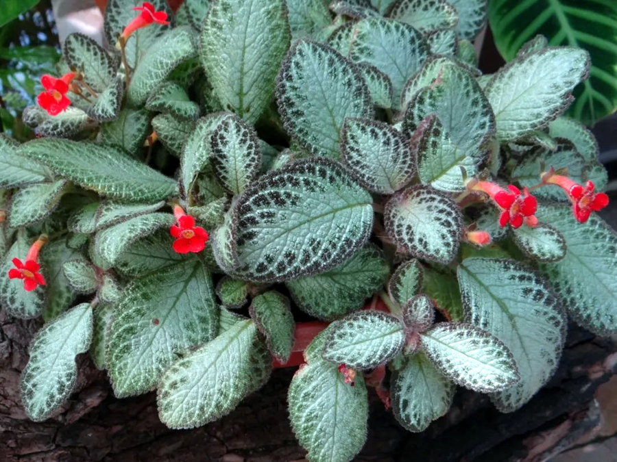 如何使用阿司匹林高效養花？