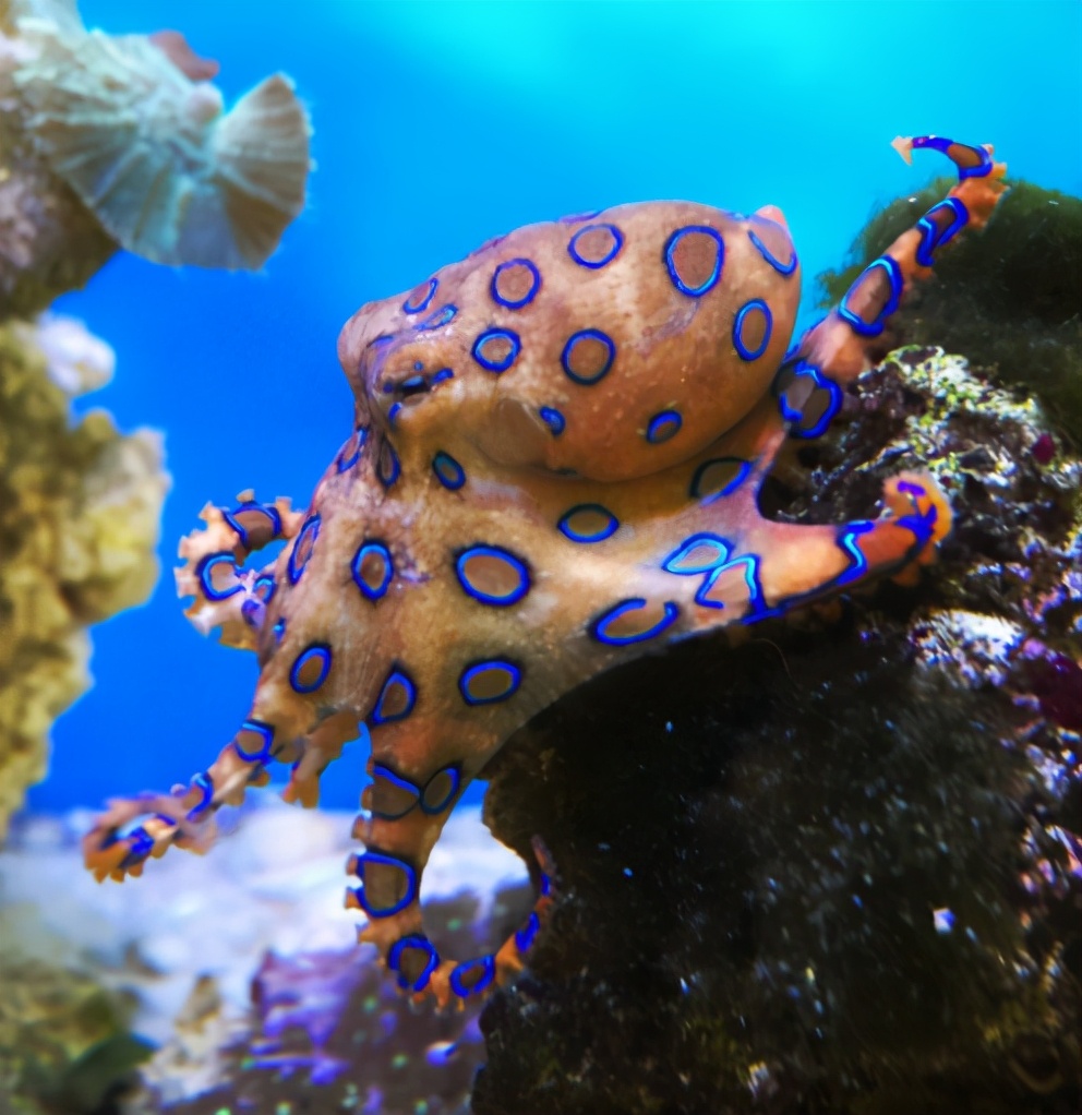 澳洲海滩出现全球最毒生物！一碰致命！已有1