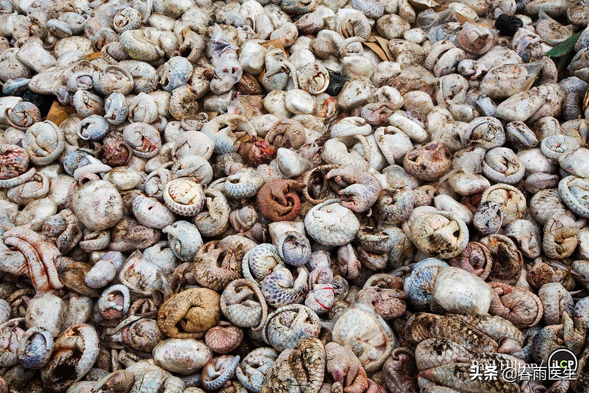 快死绝的穿山甲，和吃不够的中国人