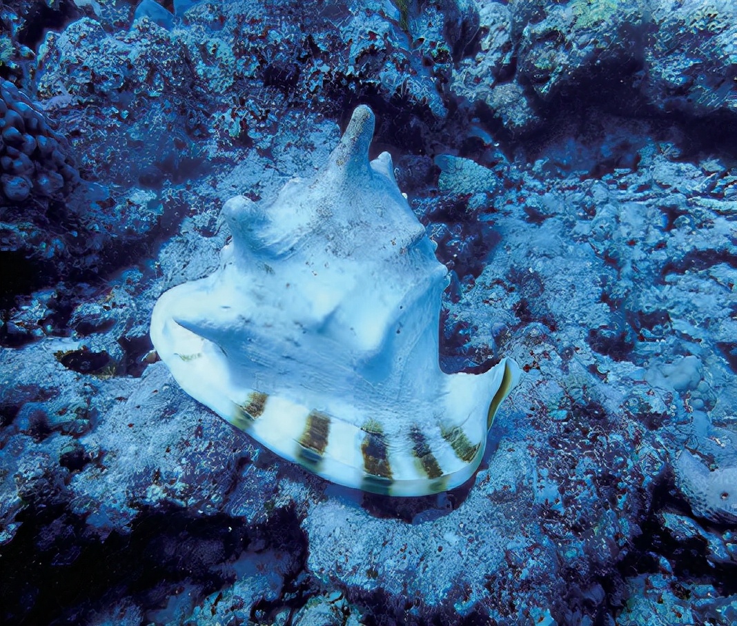 四大名螺之唐冠螺