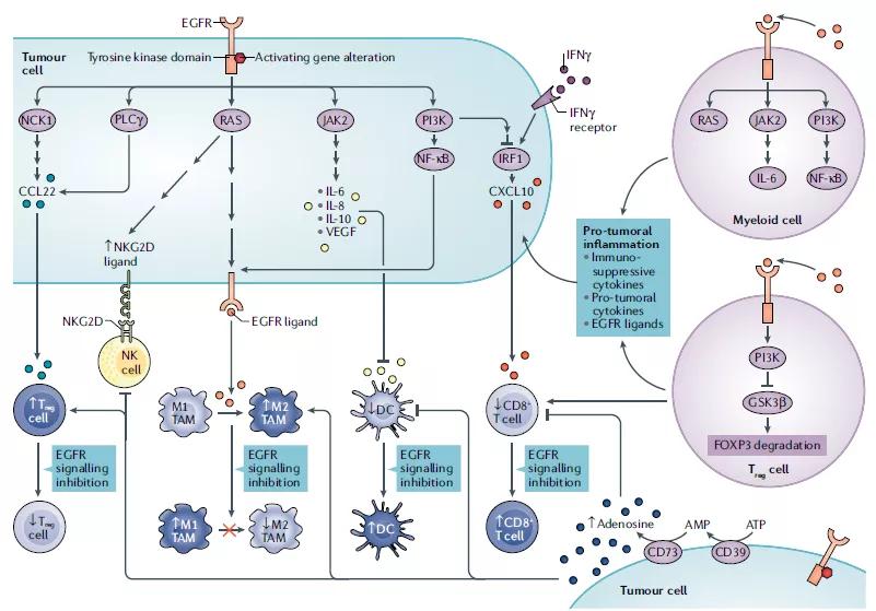 Jiexiang Issue 06: ERBB receptor family signals regulate anti-tumor ...