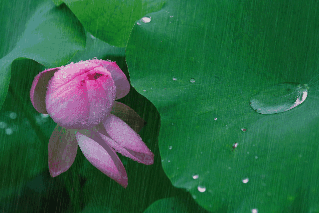 -十三首夏雨诗词，原来夏雨可以这么美，你喜欢哪一首？-第3张图片-非凡网