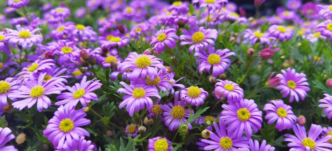 拥抱春天——四川天府新区华阳幼儿园小四班主题活动