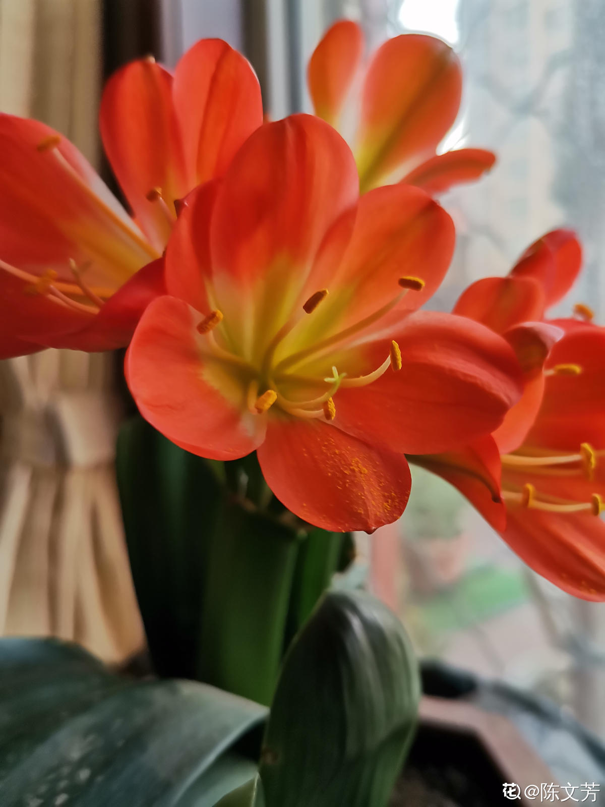 養(yǎng)4種植物堪稱“投資”，養(yǎng)得越久，價值翻好幾倍
