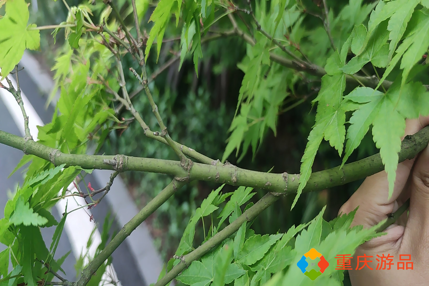 春天的一道风景线，在重庆望海花都也能买到的红枫，该怎么挑选？
