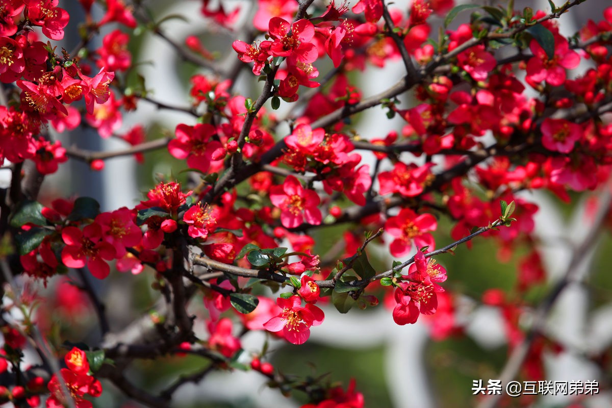 咏梅的诗词300首，赞美梅花傲骨的诗句