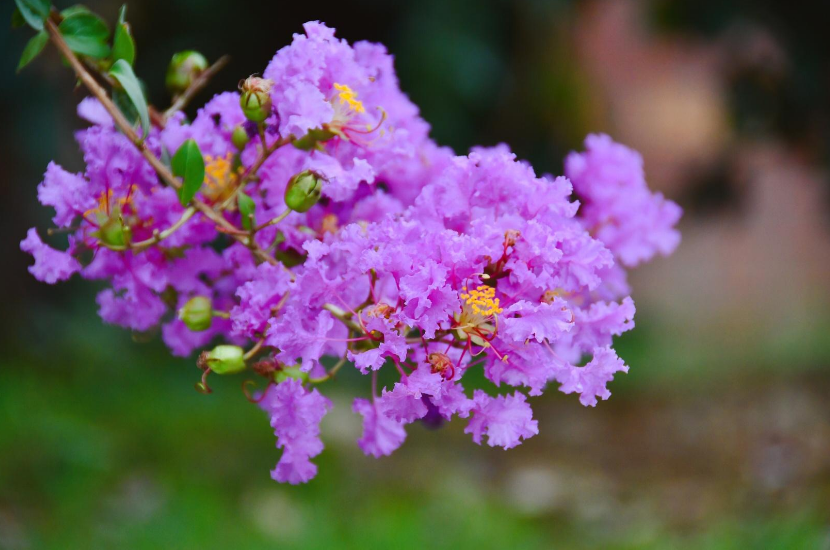 有关紫薇花的诗词，“醉”是迷人美如画-第6张图片-诗句网