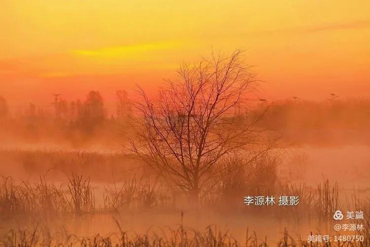 寒烟轻笼，白鹤戏水，民勤石羊河国家湿地公园宛如仙境一般