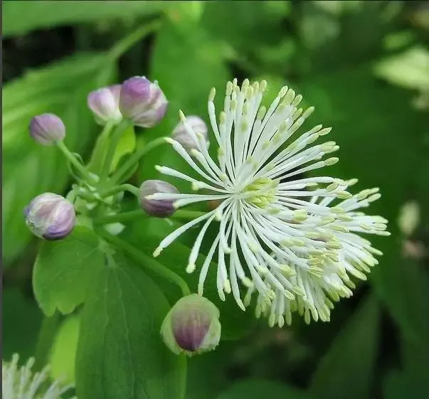 160種· 奇花異草，絕對有你沒見過的！ 「下部分」