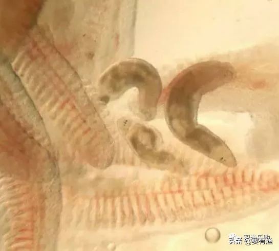 鱼指环虫有什么症状 鱼指环虫如何防治