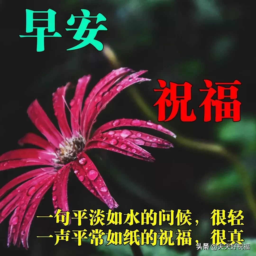 非常漂亮的早安问候语早安图片唯美带字，微信早上好祝福语录精选