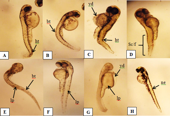 发育畸形的鱼类胚胎湘江原本是我国著名的四大家鱼产卵场之一,但由于
