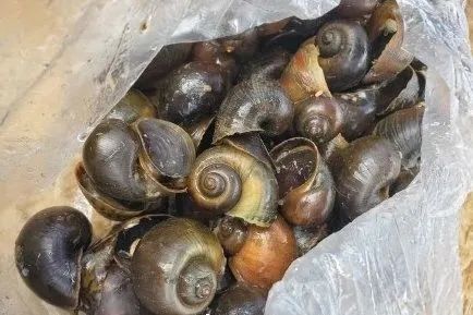 官方“重金悬赏”！采摘这个有奖