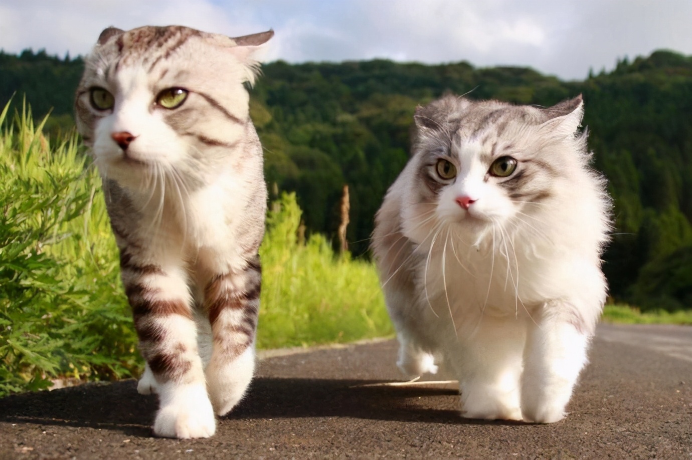 These pictures tell you how much fun it is to have two cats iNEWS