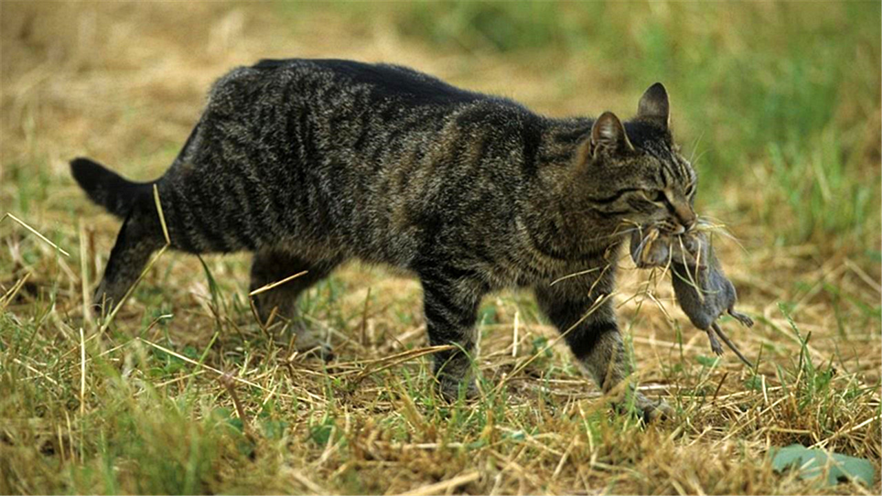 After mating, why do female cats roll around and even turn their heads