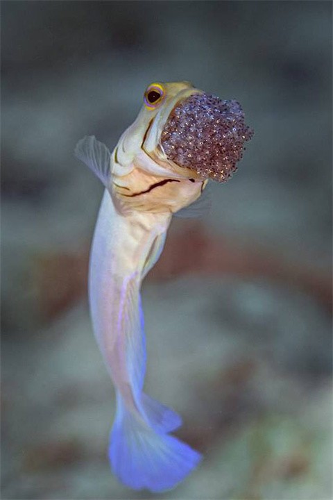 从爸爸的嘴里出生，其貌不扬的后颌鱼，拥有惊人的繁殖方式