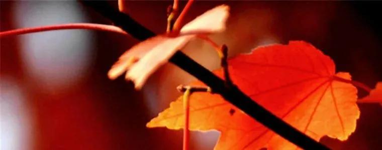 武汉这个漫长的秋天，是大自然馈赠的礼物啊