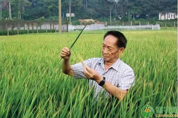 袁隆平获聘农民丰收节推广大使！什么是农民丰