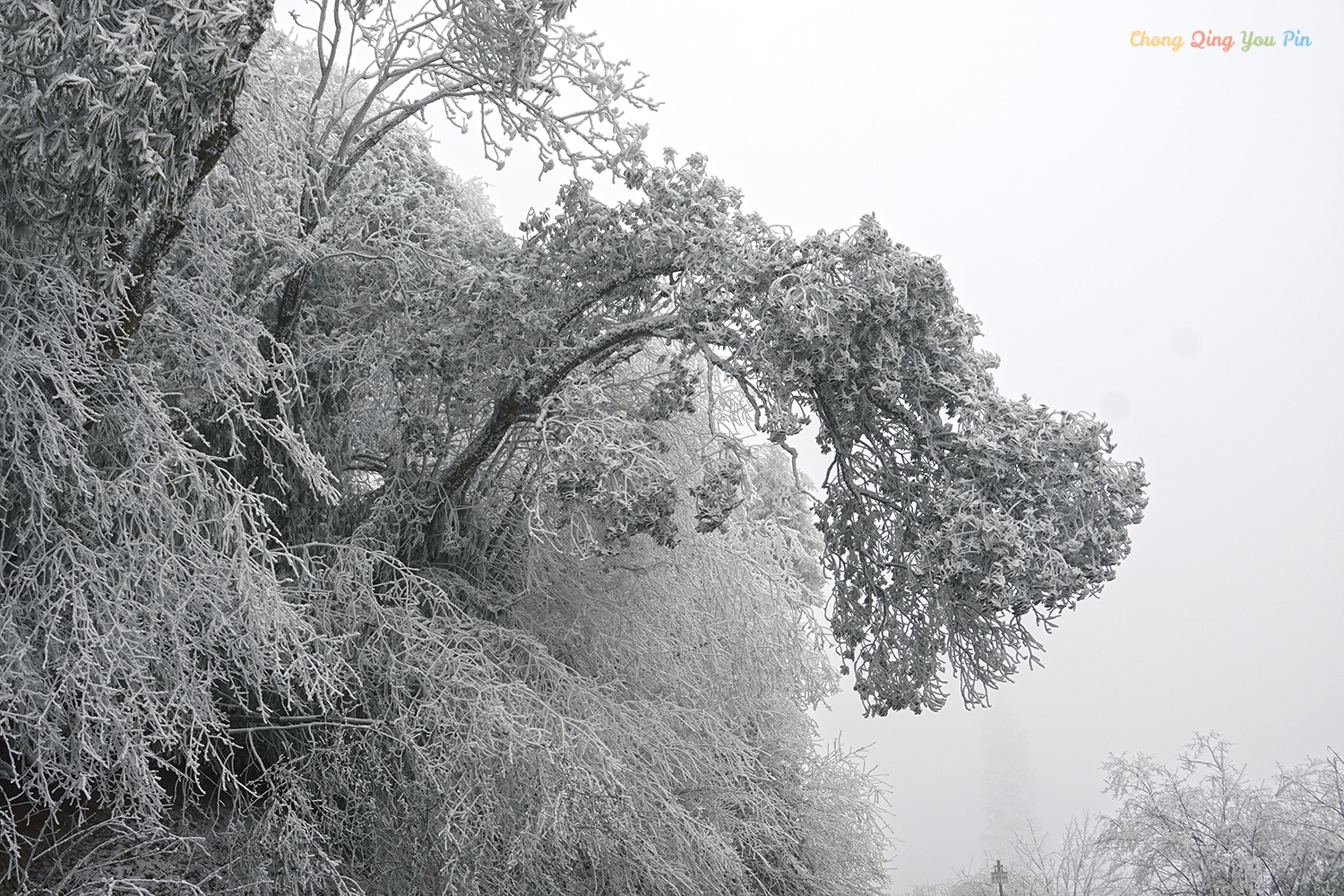 重庆难得的滑雪胜地，冬日里的金佛山，南方人也能看雪了