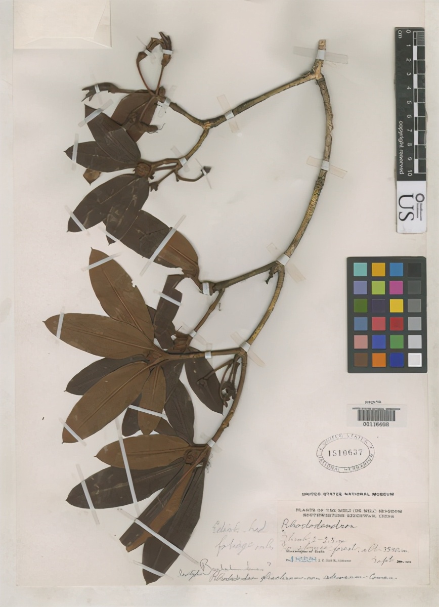 世界野生动植物日，来看看地球上仅剩一只（株）的动植物