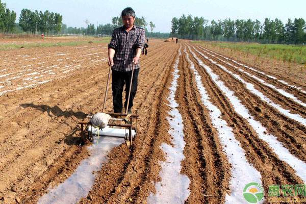 花生多少温度可以种？