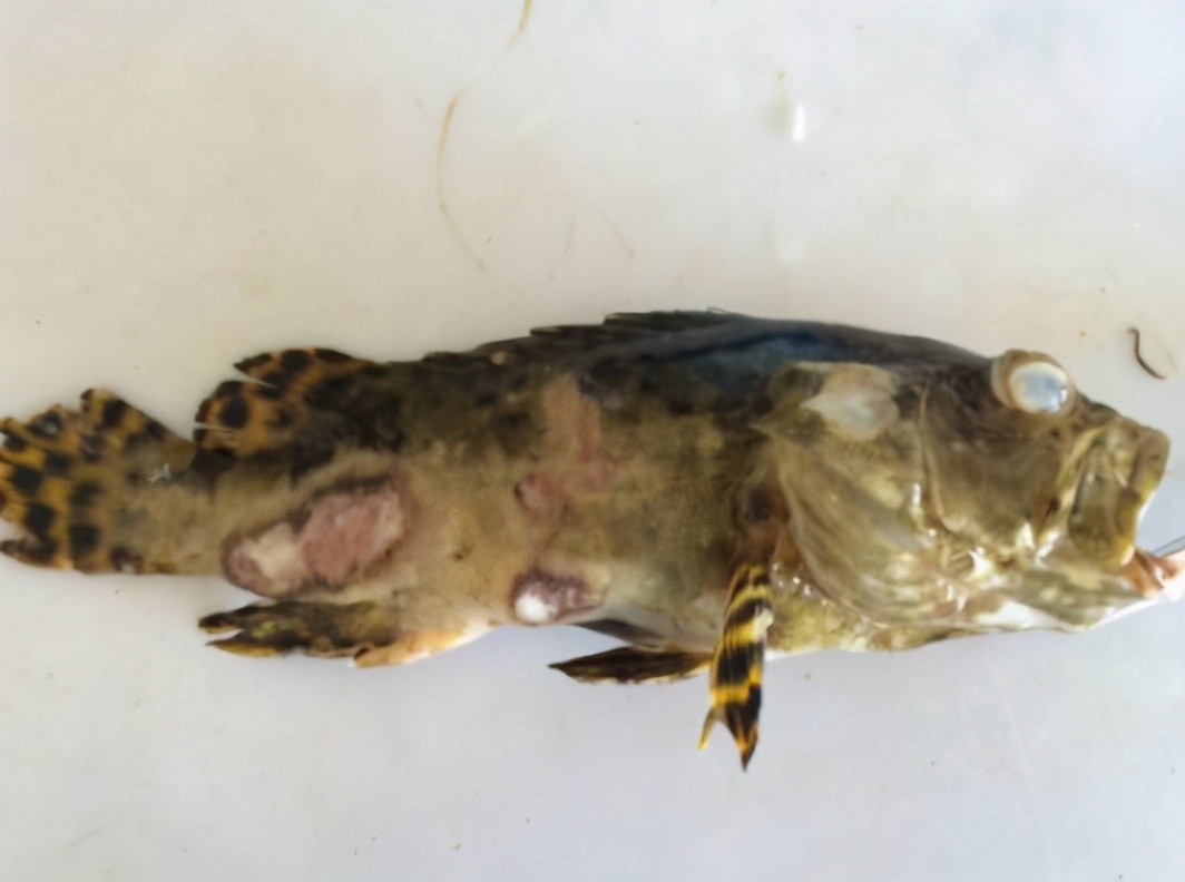 石斑鱼的烂身病