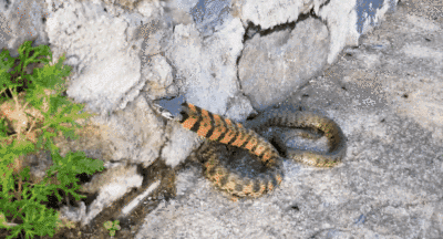 The most common snake in rural areas is second only to coral snakes in ...