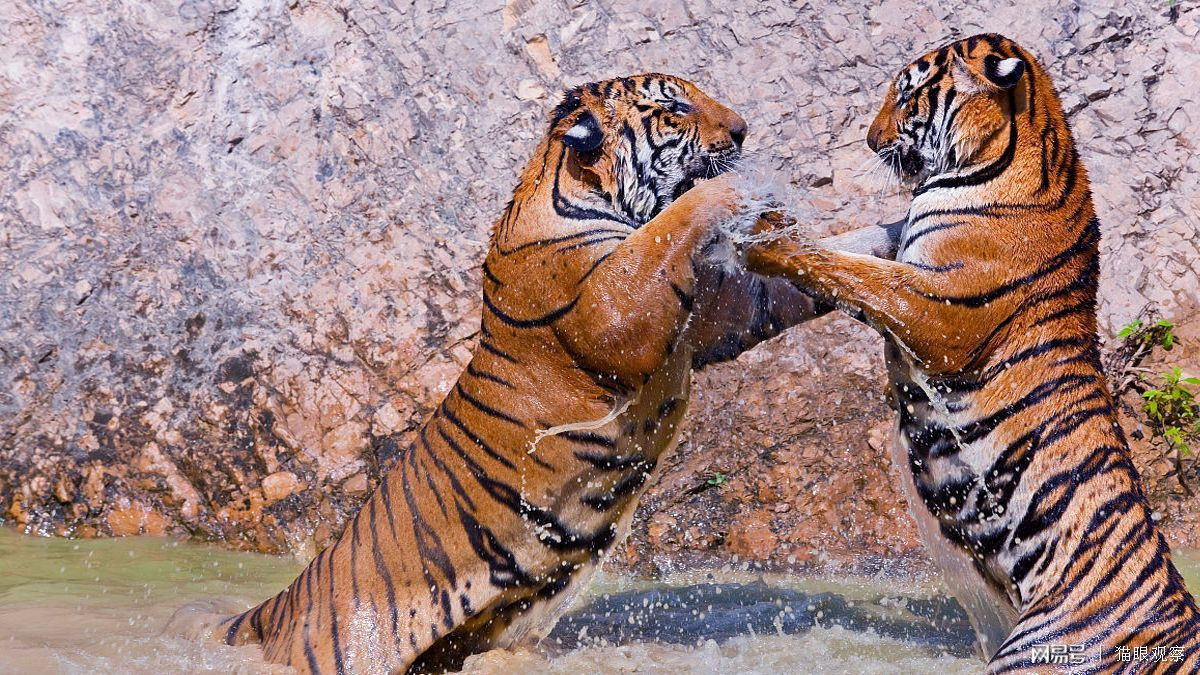 barbary lion vs siberian tiger
